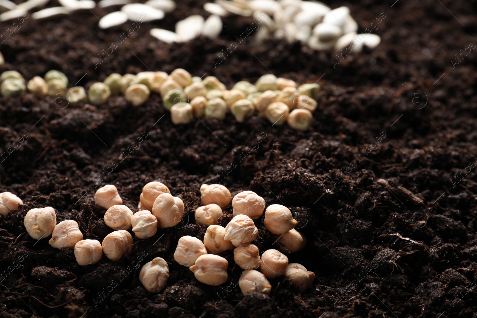 Photo of Many different vegetable seeds on fertile soil, closeup