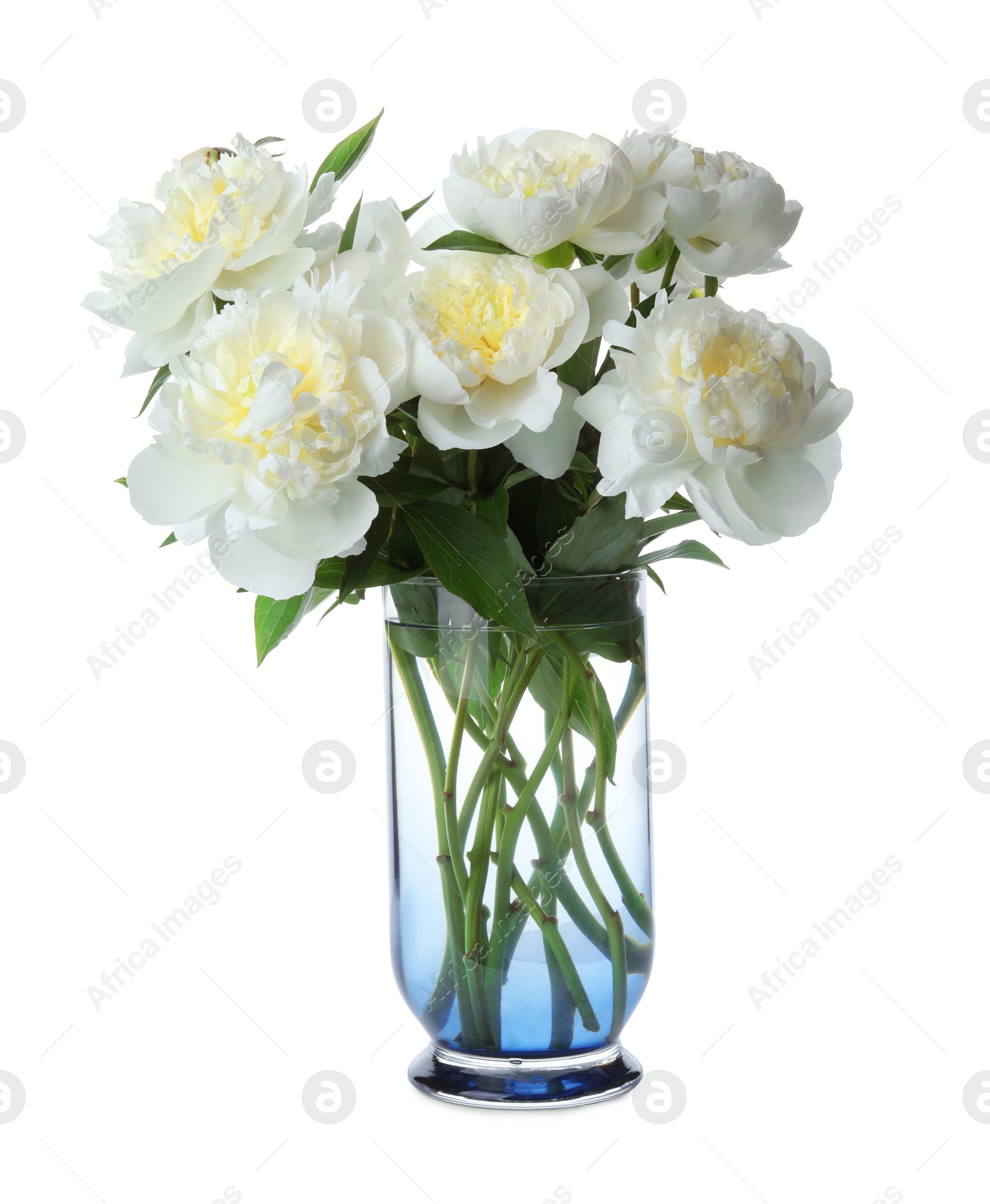 Photo of Beautiful blooming peonies in vase isolated on white