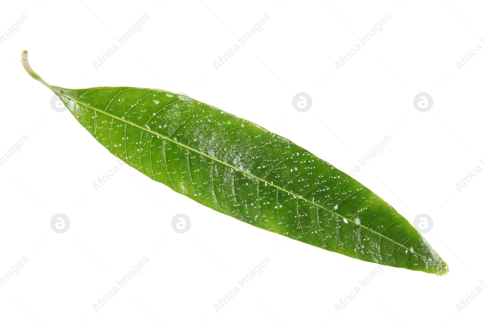 Photo of Green mango leaf with water drops on white background