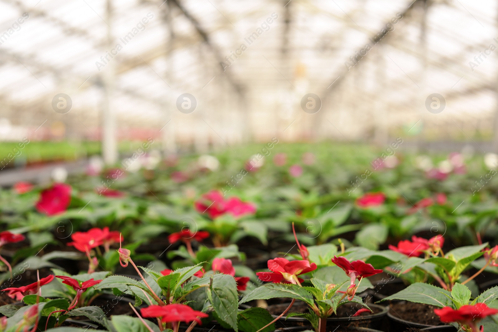 Photo of Many blooming flowers in greenhouse. Home gardening