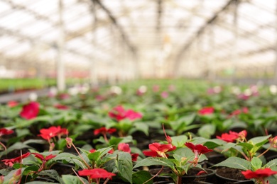 Many blooming flowers in greenhouse. Home gardening