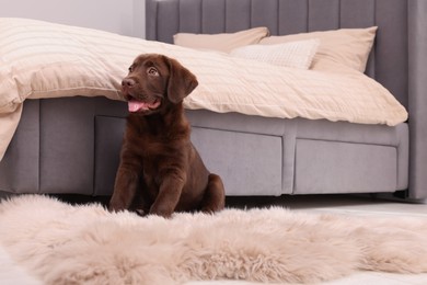 Photo of Cute chocolate Labrador Retriever puppy on fluffy rug in bedroom. Lovely pet