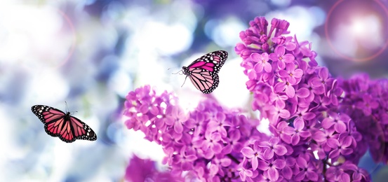 Image of Beautiful blossoming lilac shrub and amazing butterflies outdoors. Banner design