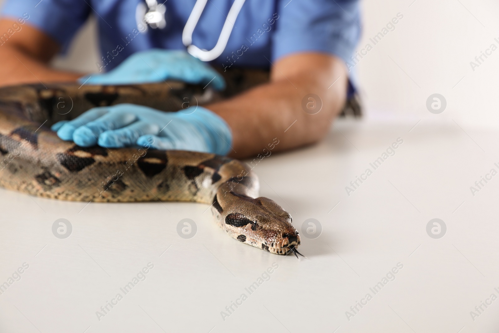 Photo of Male veterinarian examining boa constrictor in clinic, closeup