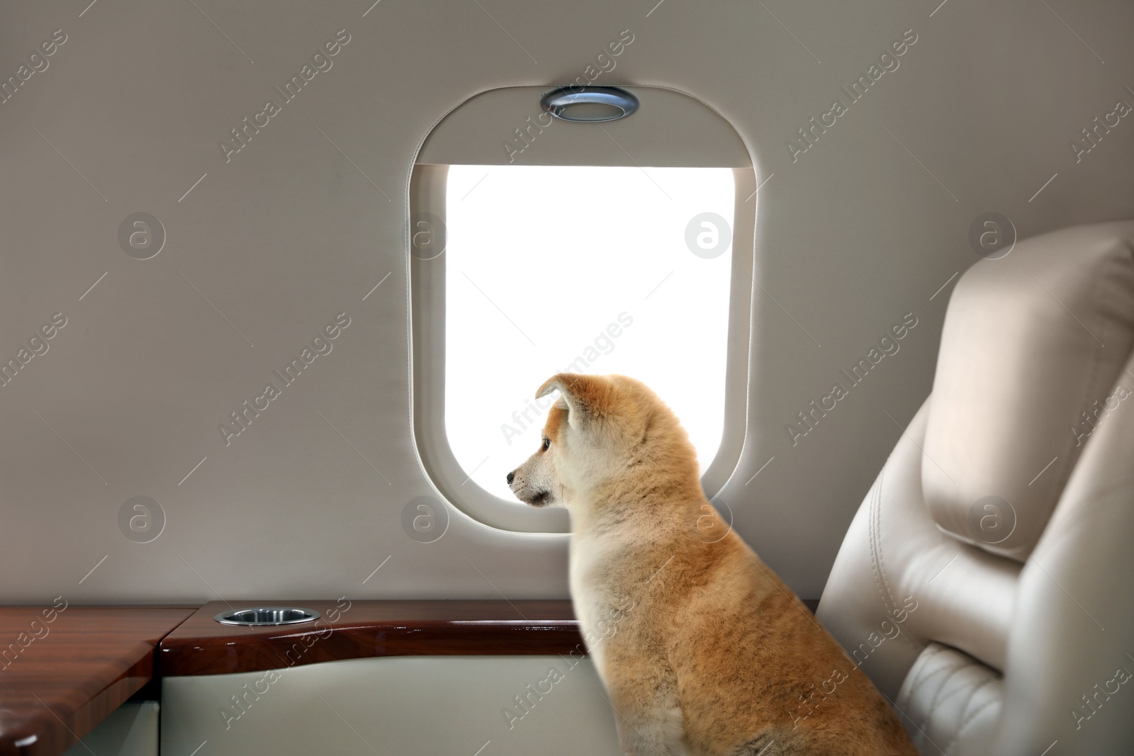 Image of Travelling with pet. Cute Akita Inu puppy near window in airplane