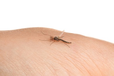 Photo of Mosquito on human's skin against white background, closeup