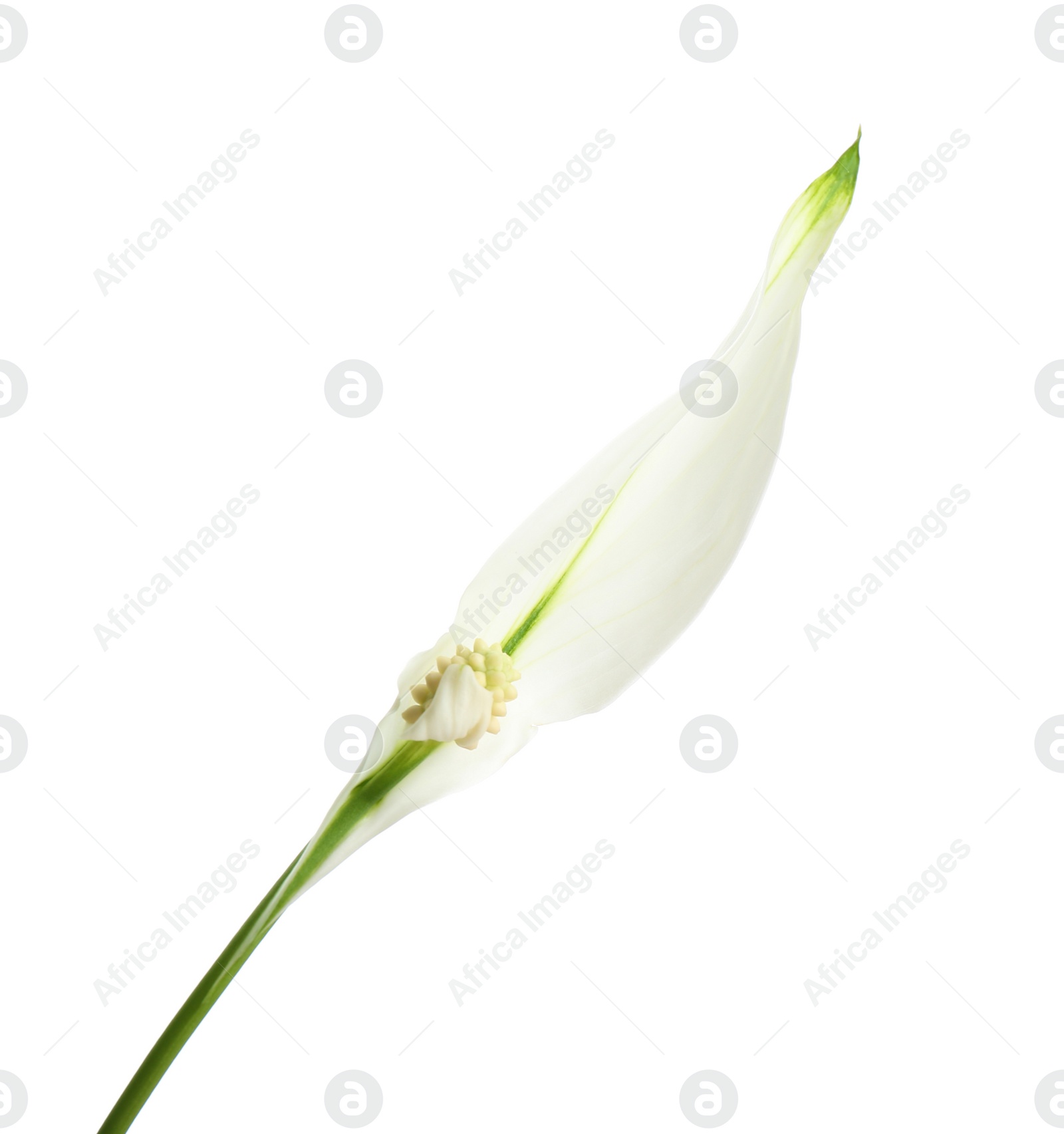 Photo of Beautiful peace lily plant on white background