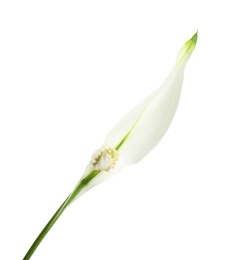 Beautiful peace lily plant on white background