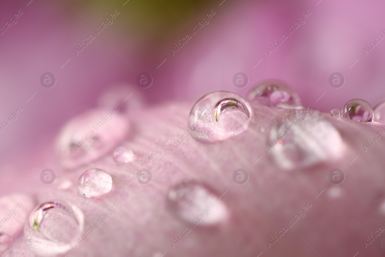 Photo of Beautiful flower with water drops, macro view