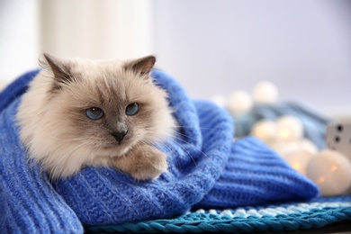 Photo of Cute cat wrapped in knitted sweater lying on floor at home. Warm and cozy winter