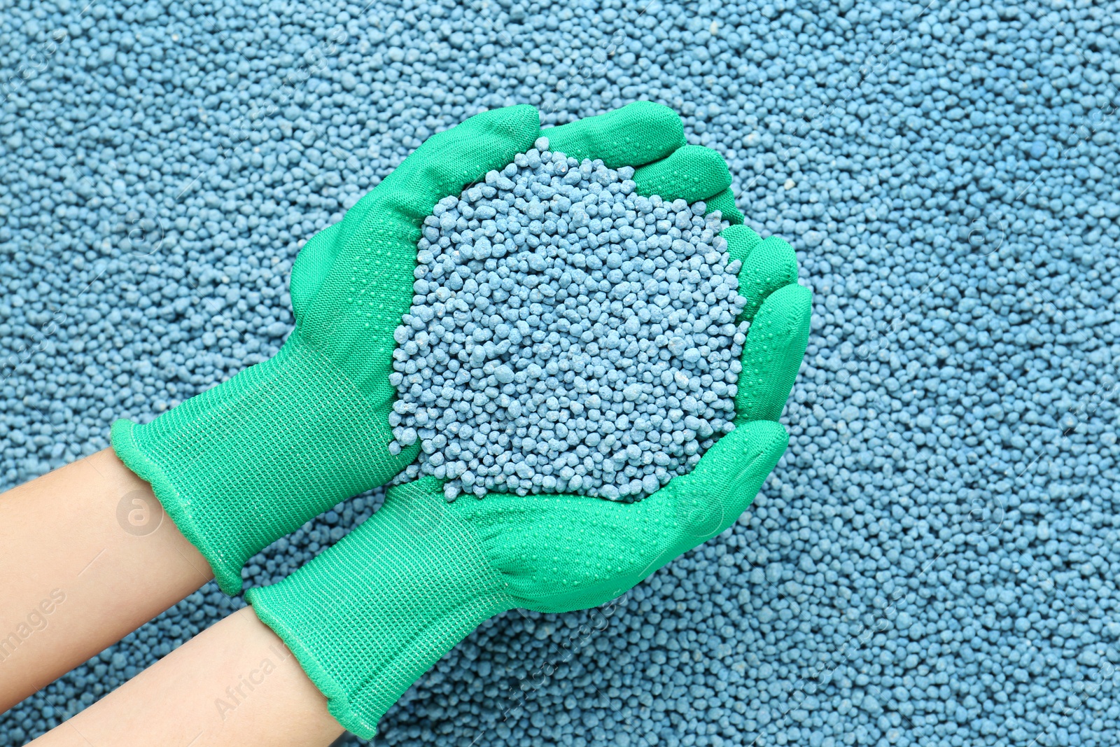 Photo of Woman holding pile of granular mineral fertilizer over grains, top view