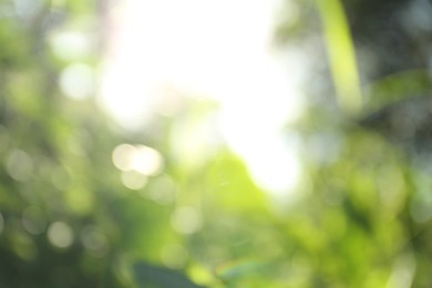 Photo of Blurred view of green trees on sunny day outdoors. Bokeh effect