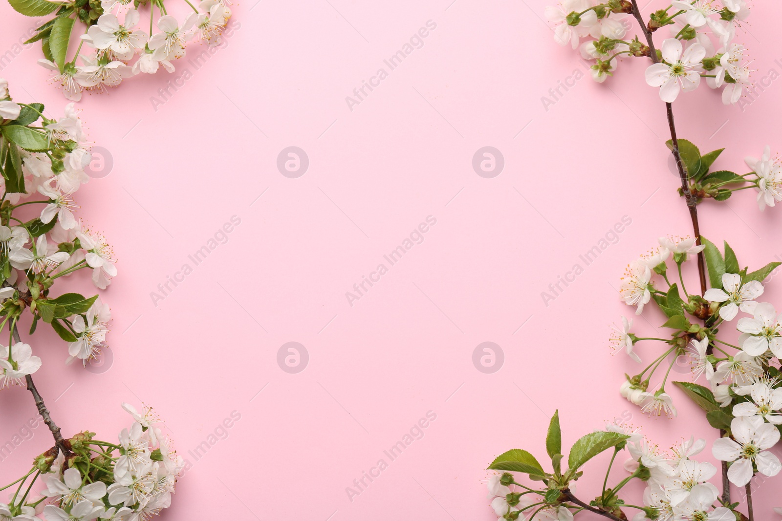 Photo of Spring tree branches with beautiful blossoms on pink background, flat lay. Space for text