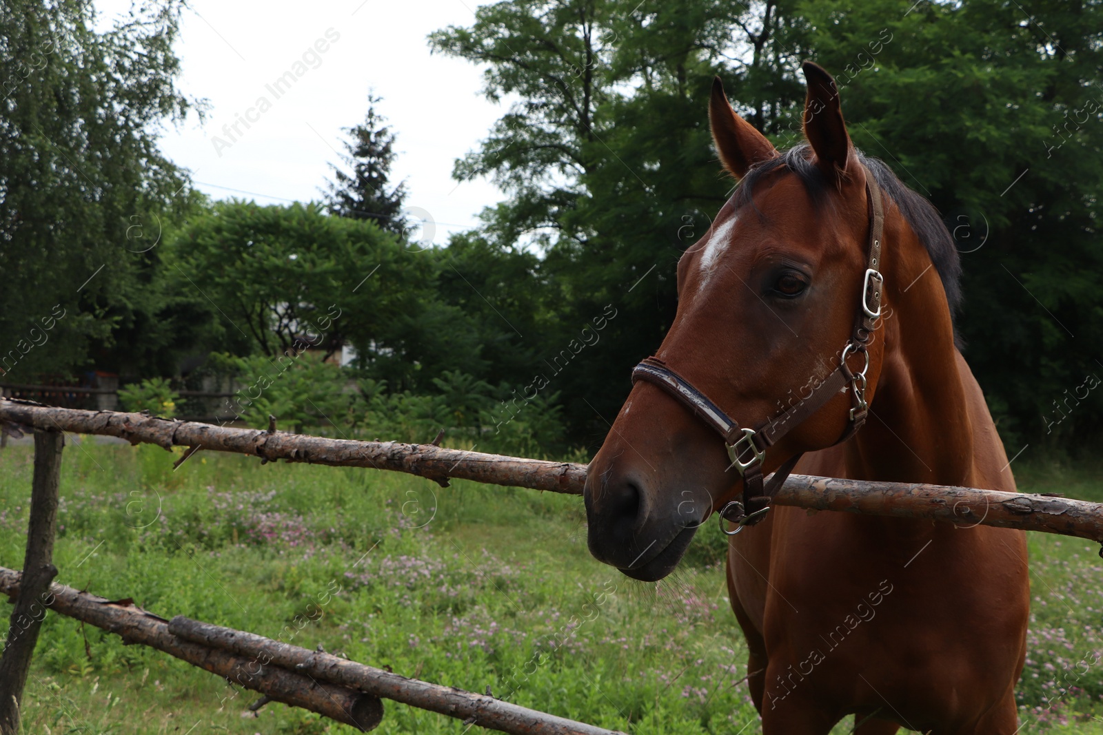 Photo of Beautiful horse in paddock near fence outdoors