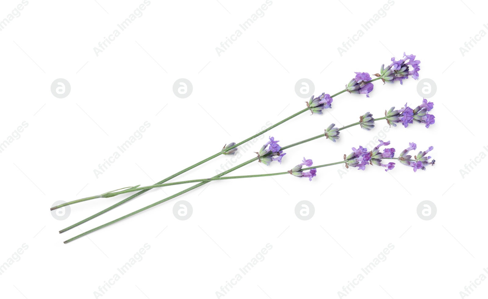 Photo of Beautiful aromatic lavender flowers isolated on white, top view