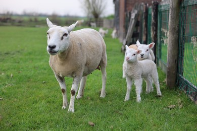 Photo of Beautiful sheep with cute lambs near fence in farmyard