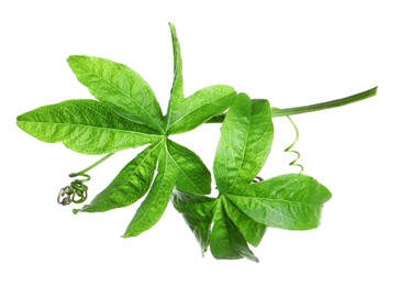 Branch of passion fruit plant (Passiflora) isolated on white