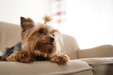 Photo of Yorkshire terrier on sofa indoors, space for text. Happy dog