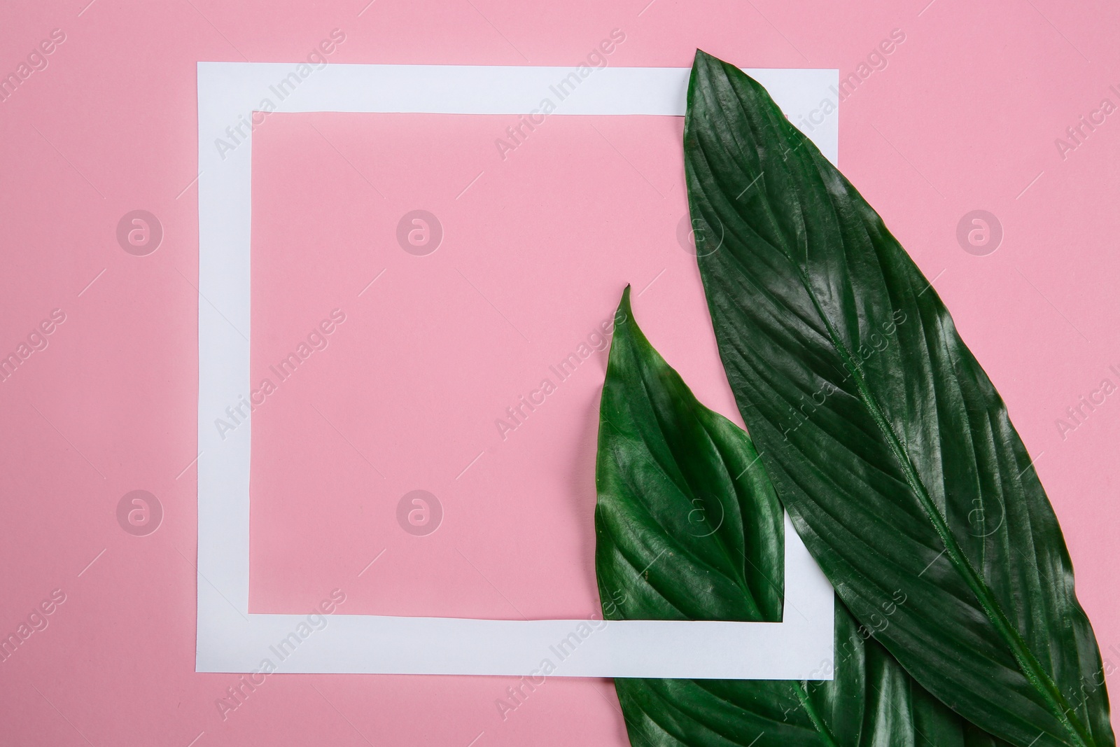 Photo of Flat lay composition with tropical leaves on color background