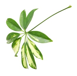 Leaf of tropical schefflera plant on white background