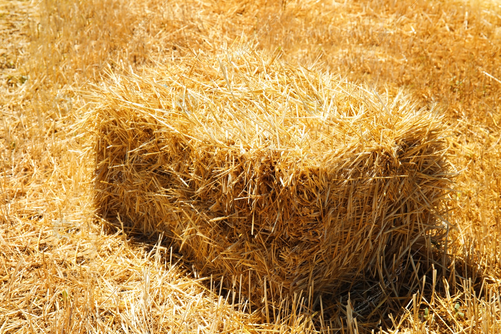 Photo of Cereal hay bale in field on sunny day. Grain farming