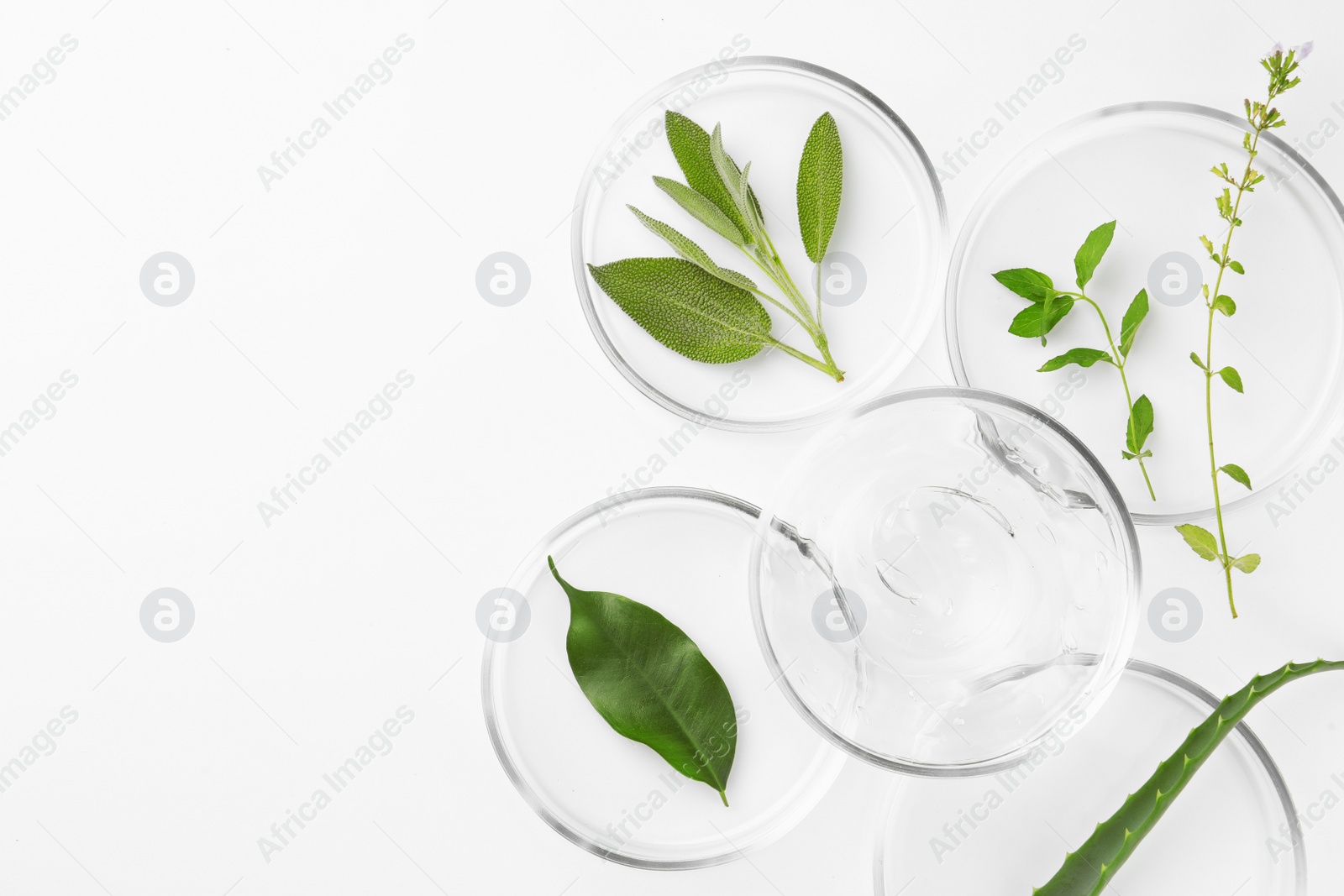 Photo of Petri dishes with different plants and cosmetic product on white background, top view. Space for text