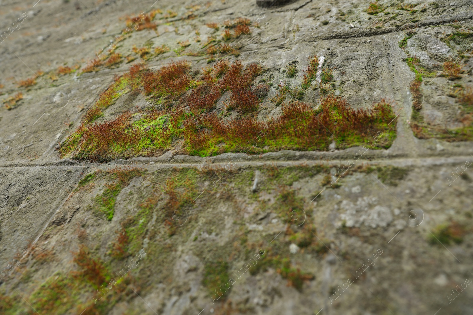 Photo of Stone wall with green moss as background, low angle view