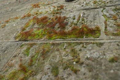 Stone wall with green moss as background, low angle view