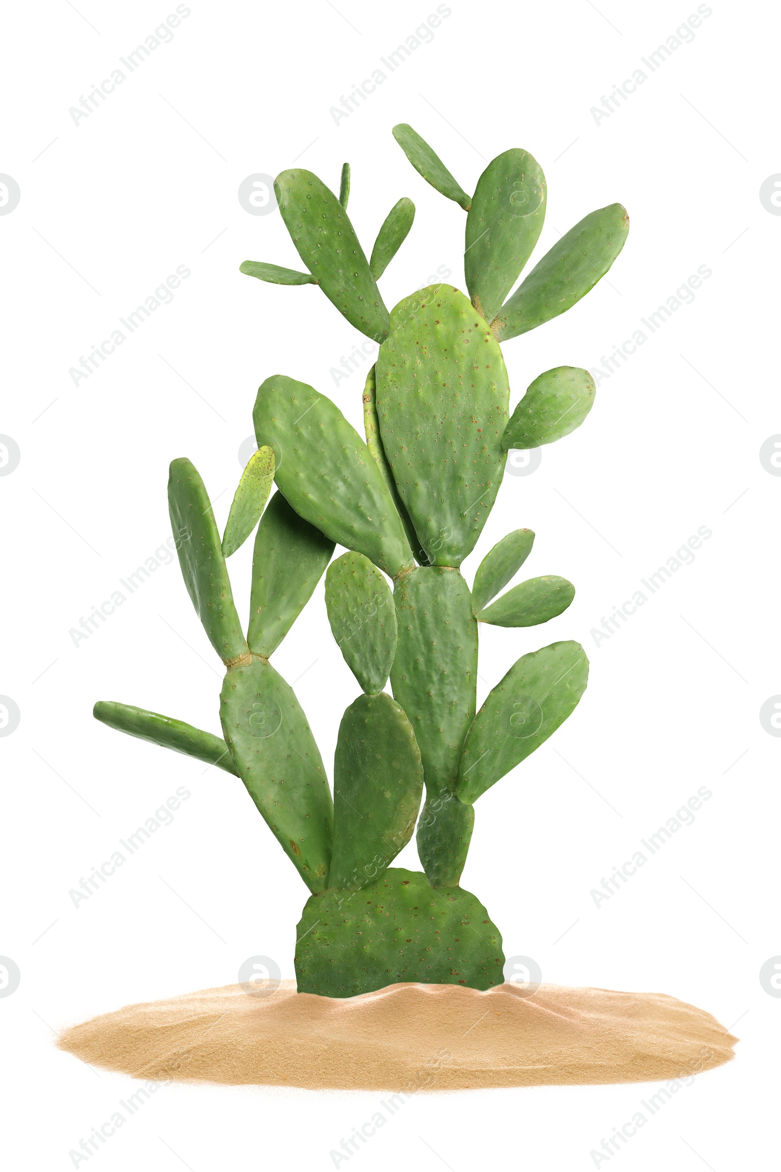 Image of Beautiful big cactus growing in sand on white background