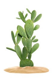 Beautiful big cactus growing in sand on white background