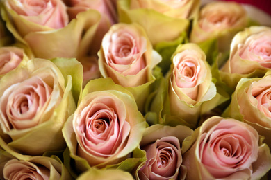 Photo of Beautiful fresh pink roses as background, closeup. Floral decor