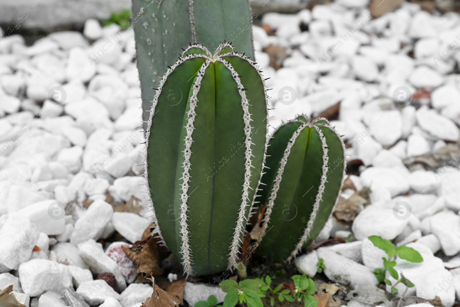 Photo of Beautiful Pachycereus cactus growing outdoors. Succulent plant