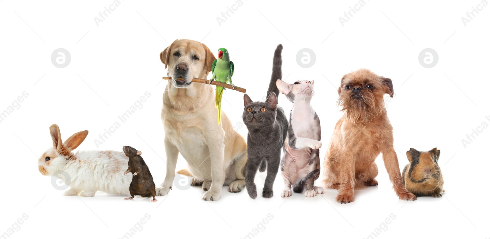 Image of Group of cute pets on white background. Banner design