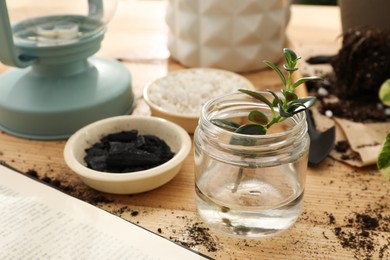 Photo of Beautiful houseplant seedling in jar on wooden table