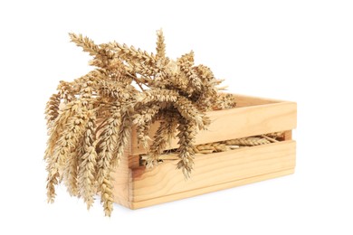 Photo of Many dried wheat in wooden crate on white background