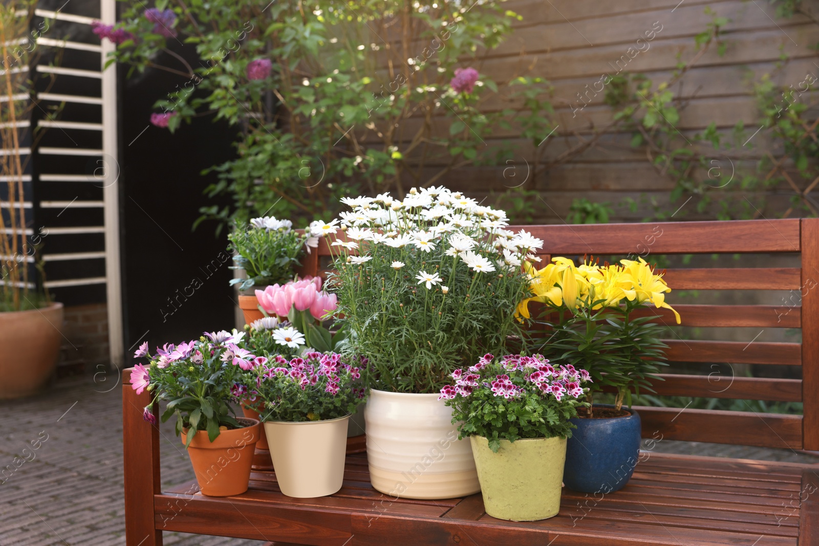 Photo of Many different beautiful blooming plants in flowerpots on wooden bench outdoors