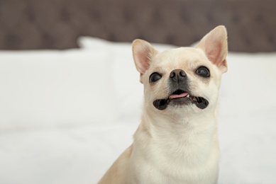 Adorable Toy Terrier on bed indoors. Domestic dog