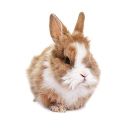 Photo of Fluffy rabbit isolated on white. Cute pet