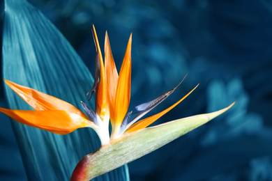 Image of Bird of Paradise tropical flower on blurred background, closeup