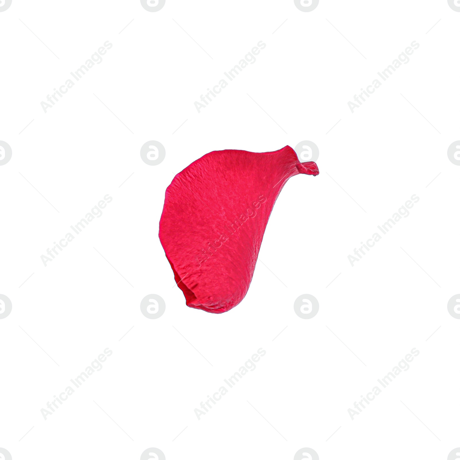 Photo of Tender red rose petal isolated on white