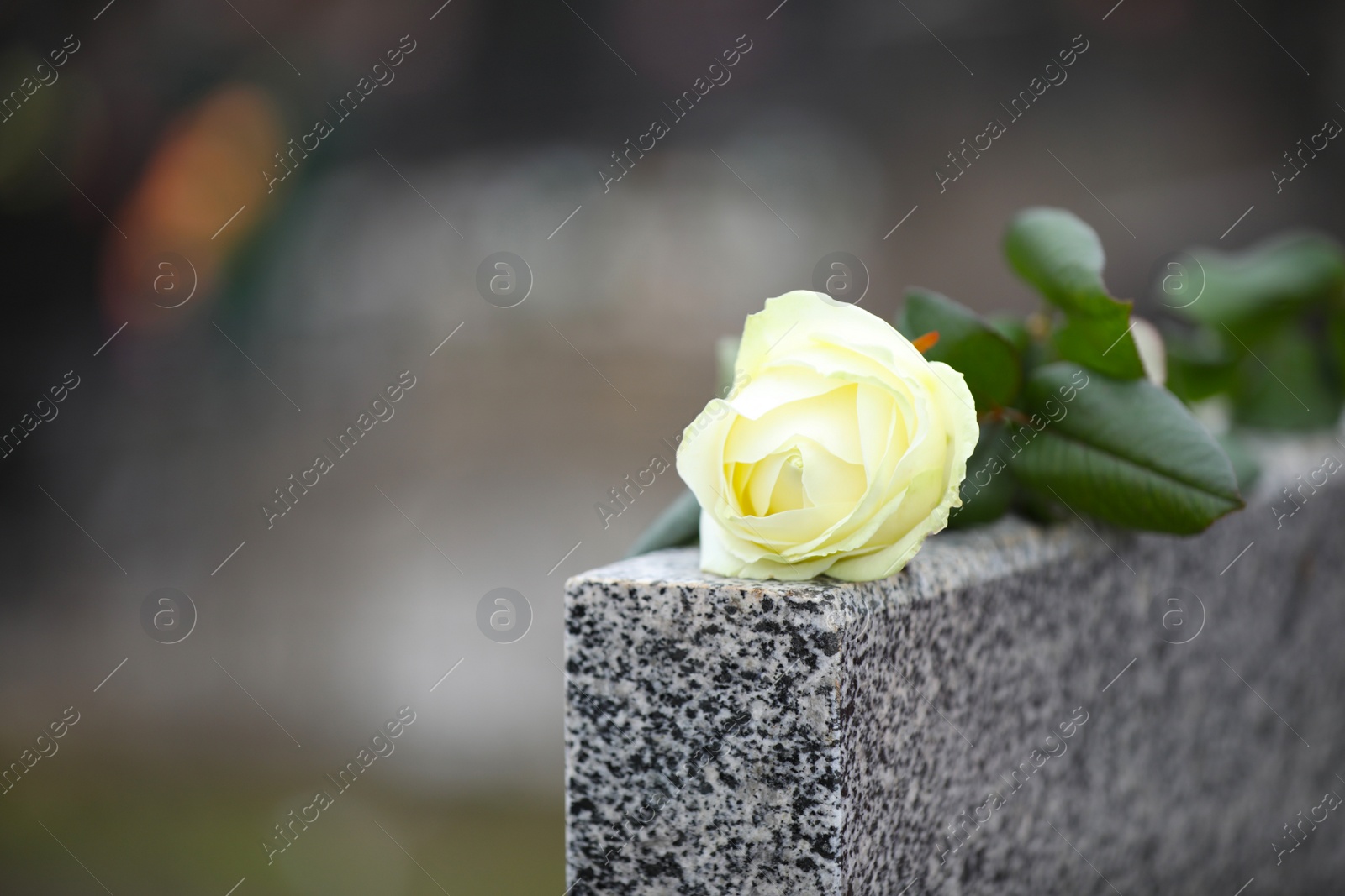 Photo of White rose on grey granite tombstone outdoors, space for text. Funeral ceremony