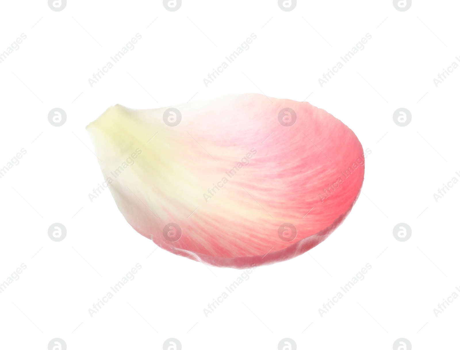 Photo of Beautiful pink peony petal isolated on white