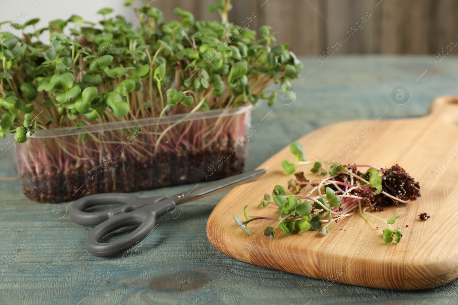 Photo of Fresh radish microgreens and scissors on light blue wooden table