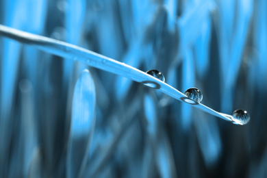Image of Water drops on grass blade against blurred background, closeup. Toned in blue