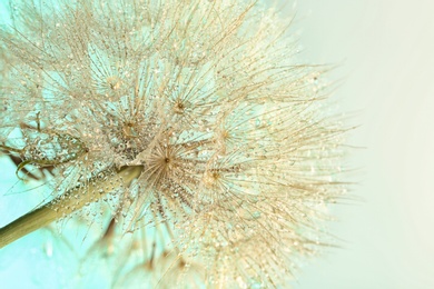 Photo of Dandelion seed head on light background, close up