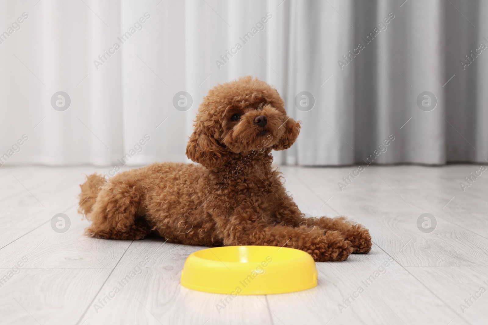 Photo of Cute Maltipoo dog near feeding bowl indoors. Lovely pet