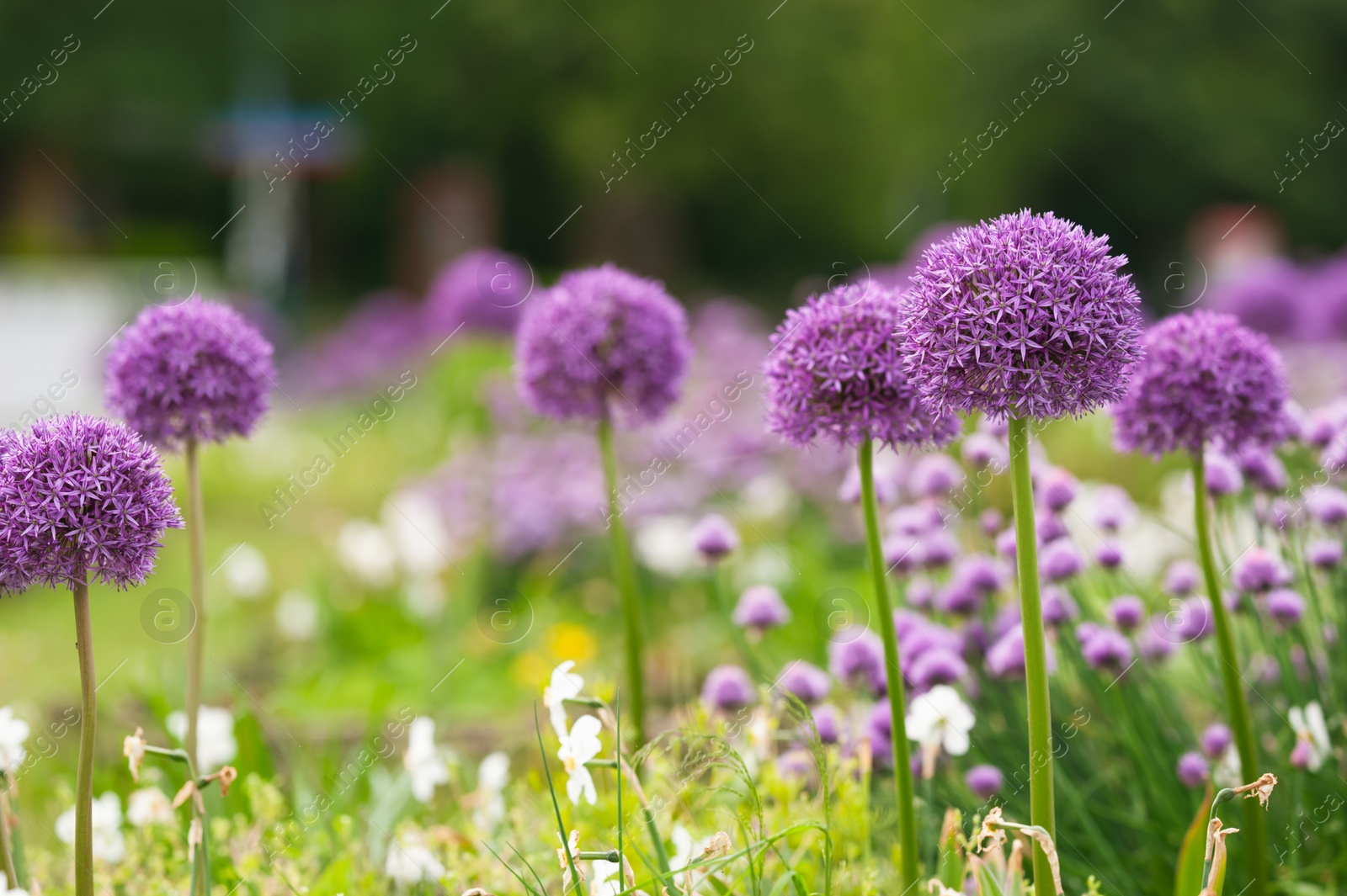 Photo of Beautiful giant onion flowers on blurred background, closeup