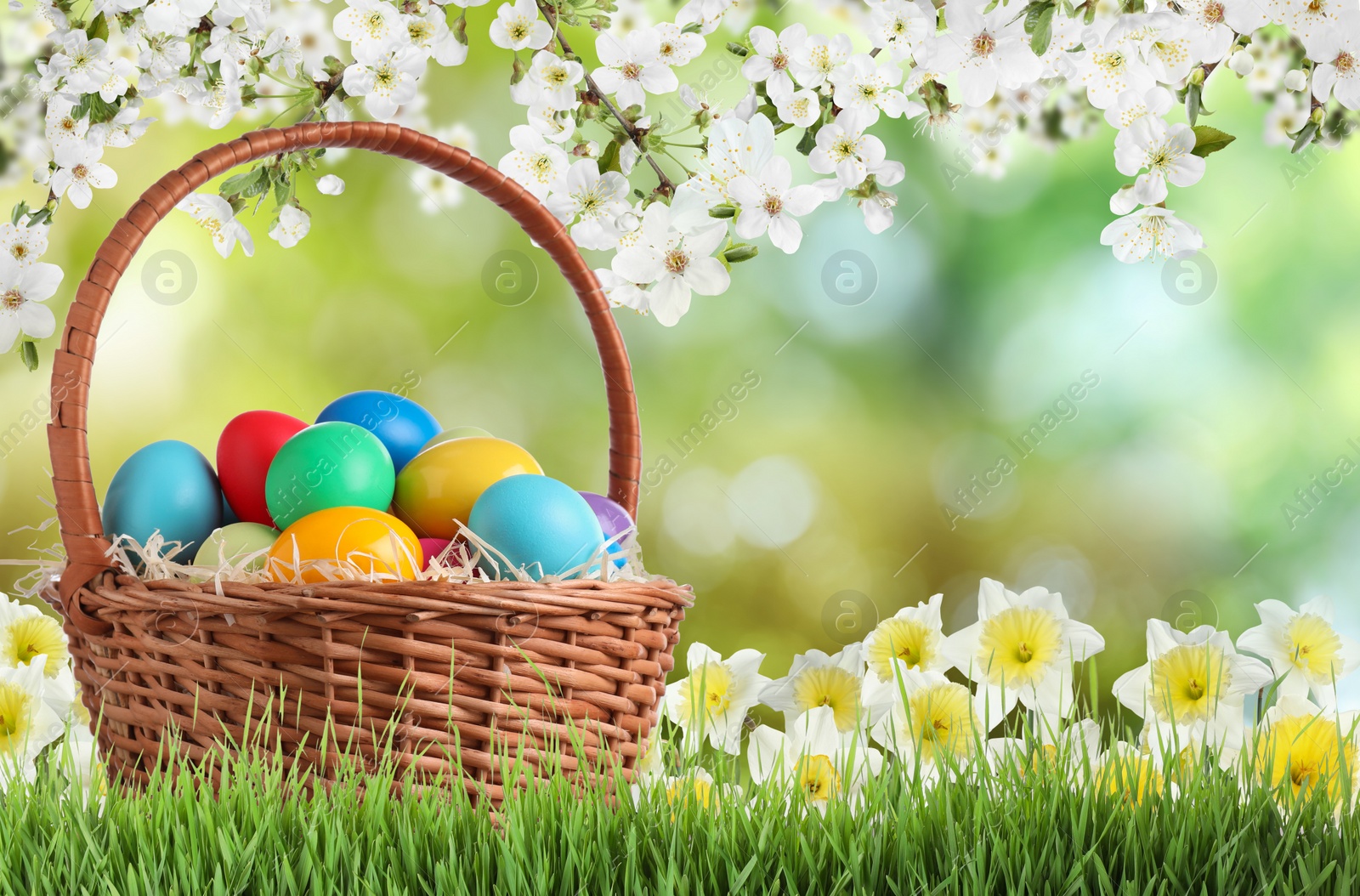 Image of Colorful Easter eggs in wicker basket on green grass outdoors, space for text