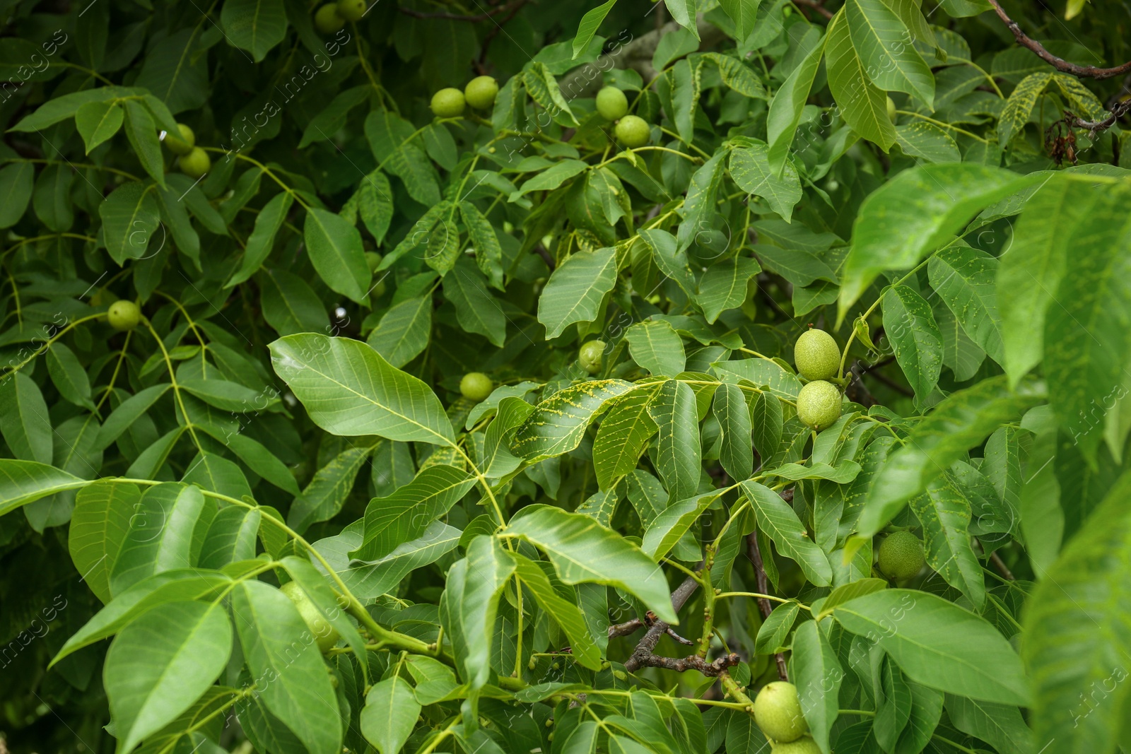 Photo of Green unripe walnuts on tree branches outdoors