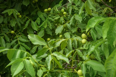 Photo of Green unripe walnuts on tree branches outdoors